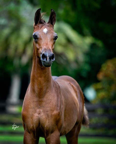 Versace rojo arabians